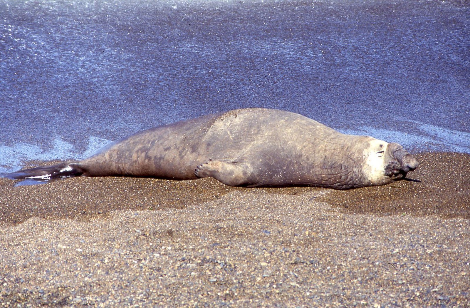 Valdés Peninsula 02